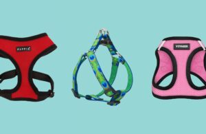 10 Best Dog Harnesses