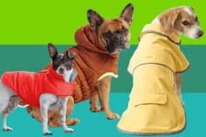 10 Best Dog Coats & Sweaters 2026